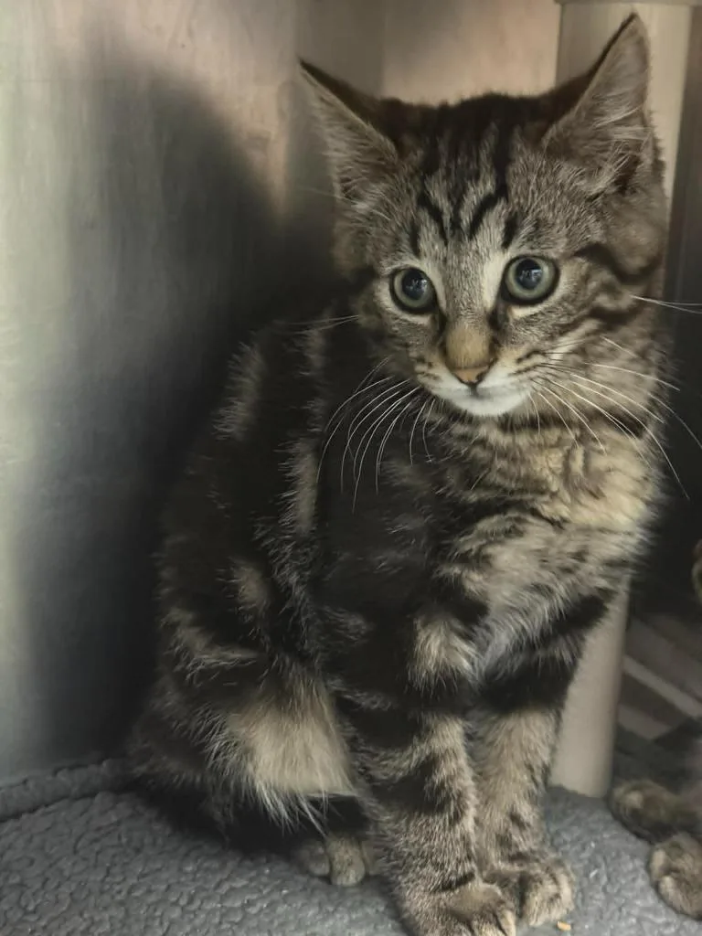A baby large-sized male Domestic Short Hair cat named Lion for adoption in Detroit, MI