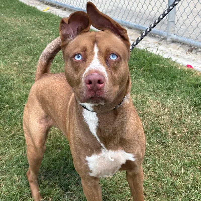 A young medium-sized female Brown / Chocolate Pit Bull Terrier dog named Estrella for adoption in League City, TX