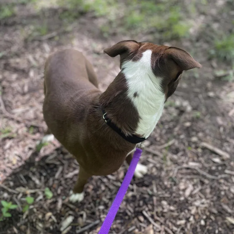 An adult medium-sized female Brown / Chocolate Mixed Breed dog named Midge for adoption in Edwardsville, IL