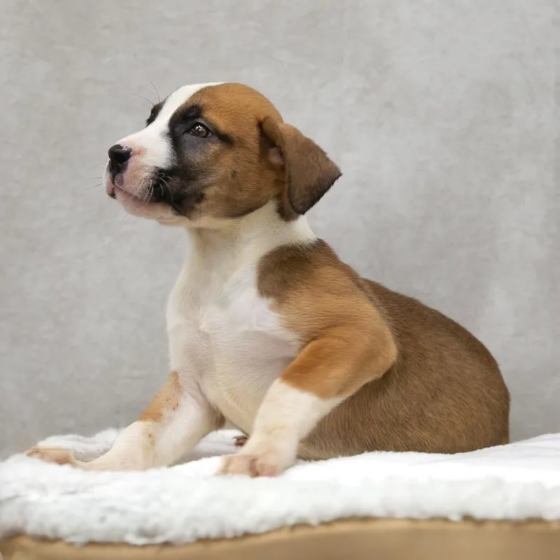 A baby medium-sized female Brown / Chocolate Black Mouth Cur dog named Lyric for adoption in Livingston, TX