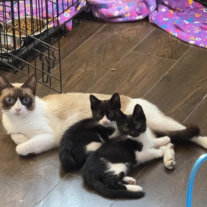A young medium-sized female Siamese cat named Pecan Crunch Latte for adoption in Los Angeles, CA