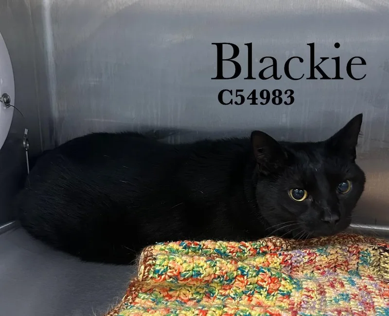 Blackie