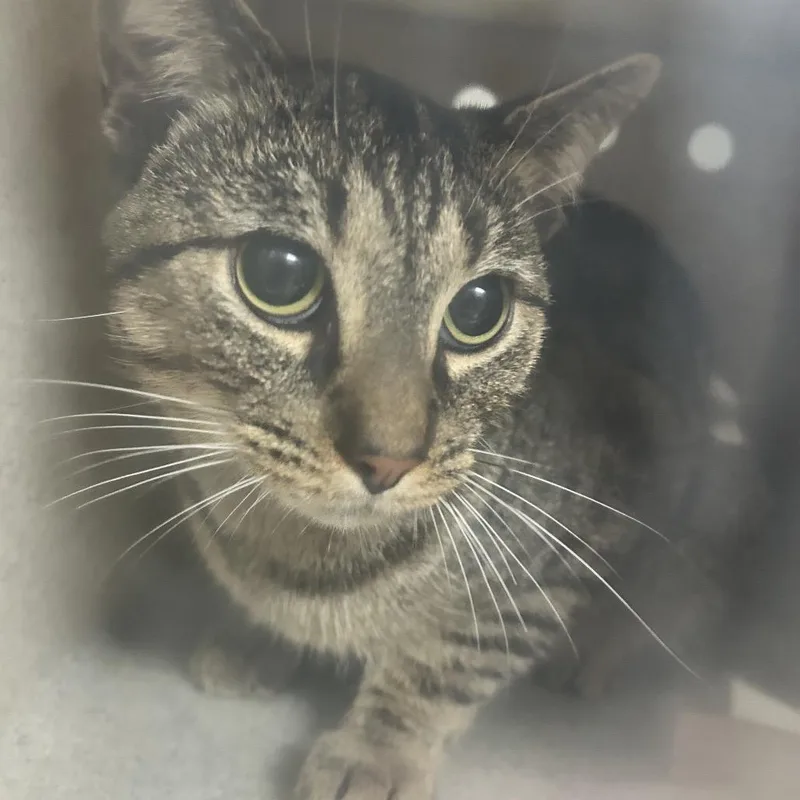 An adult small-sized male Domestic Short Hair cat named PERSStray for adoption in Roxboro, NC