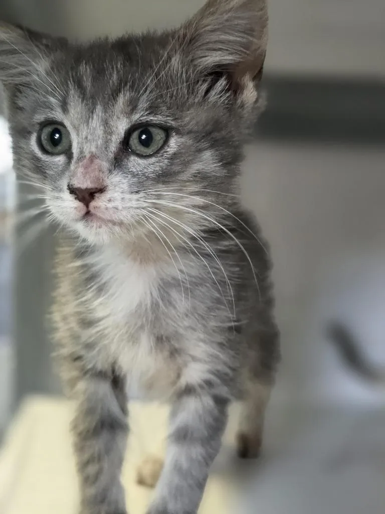 Luka
