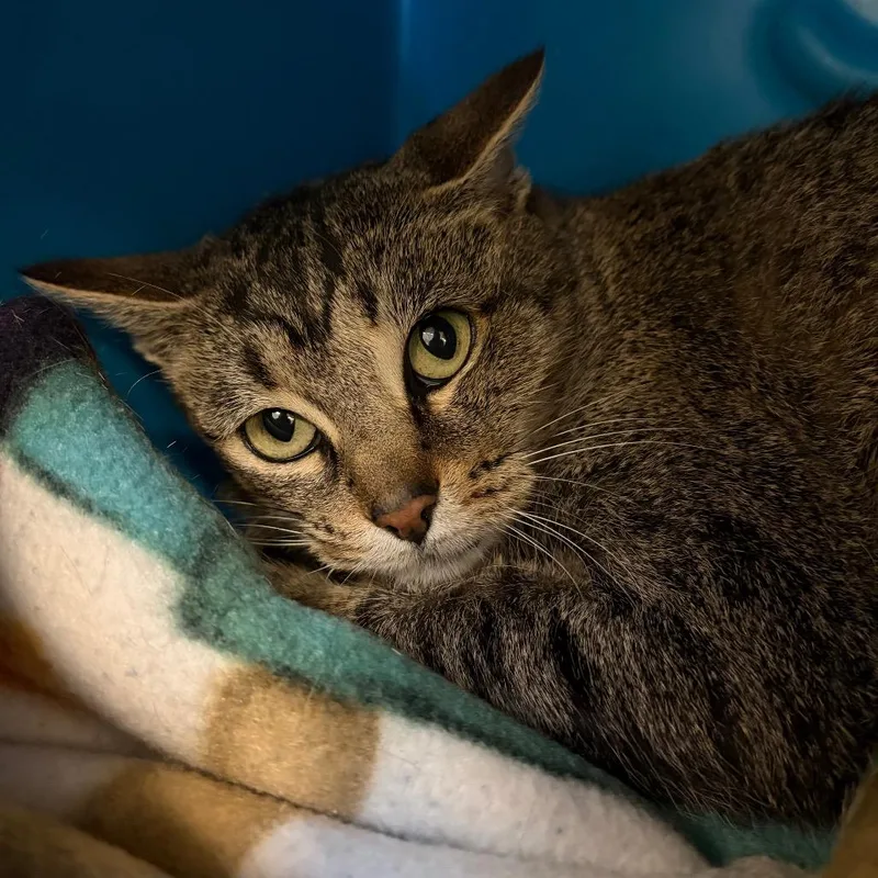 An adult medium-sized female Brown / Chocolate Domestic Short Hair cat named June for adoption in Waukesha, WI