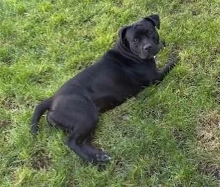 Sheba Jr. thumbnail 2