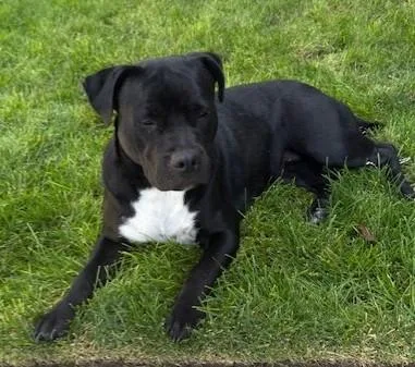 Sheba Jr. thumbnail 3