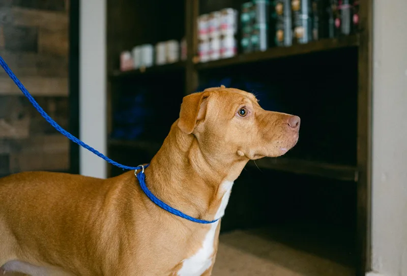 A young medium-sized female American Staffordshire Terrier dog named Moonie sweetest girl for adoption in Metairie, LA