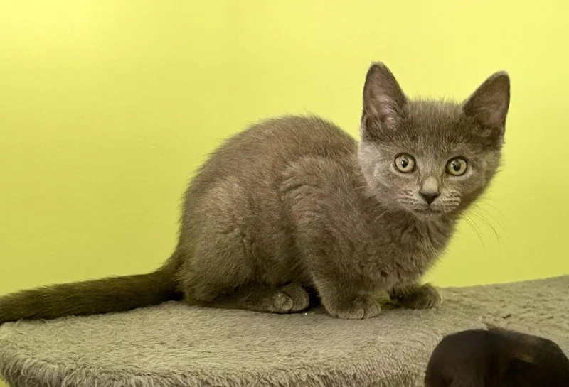 A baby medium-sized female Gray / Blue / Silver Russian Blue cat named Jemma for adoption in Georgetown, KY