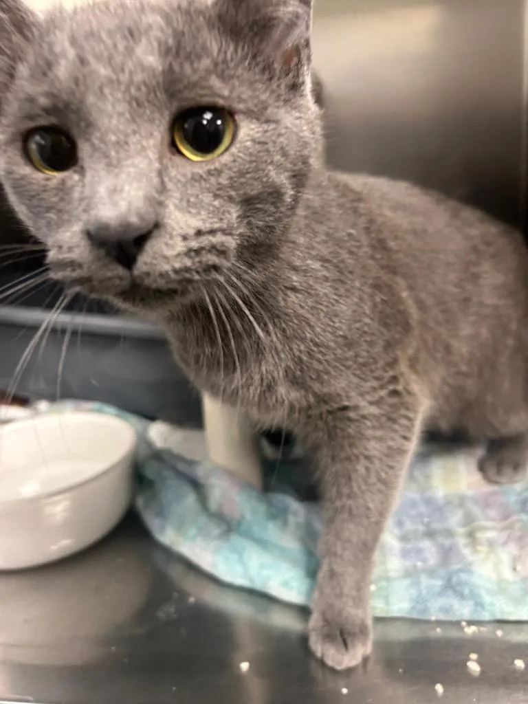 A baby medium-sized male Domestic Short Hair cat named Mega for adoption in New Manchester, WV