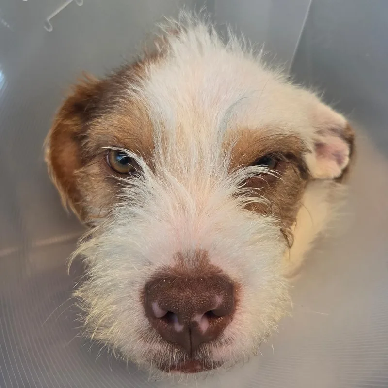 A young medium-sized female White / Cream Mixed Breed dog named Hazel for adoption in Leander, TX