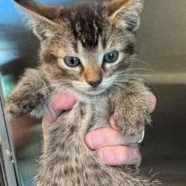 A baby small-sized female Brown / Chocolate Domestic Short Hair cat named Poppy for adoption in Norman, OK