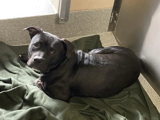 A young medium-sized male Pit Bull Terrier dog named Barstow for adoption in Tustin, CA