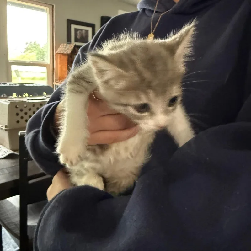A baby small-sized female Gray / Blue / Silver Domestic Short Hair cat named Princess for adoption in Ferndale, WA