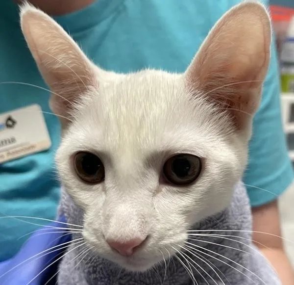 A young medium-sized female Domestic Short Hair cat named Cobweb for adoption in Escondido, CA