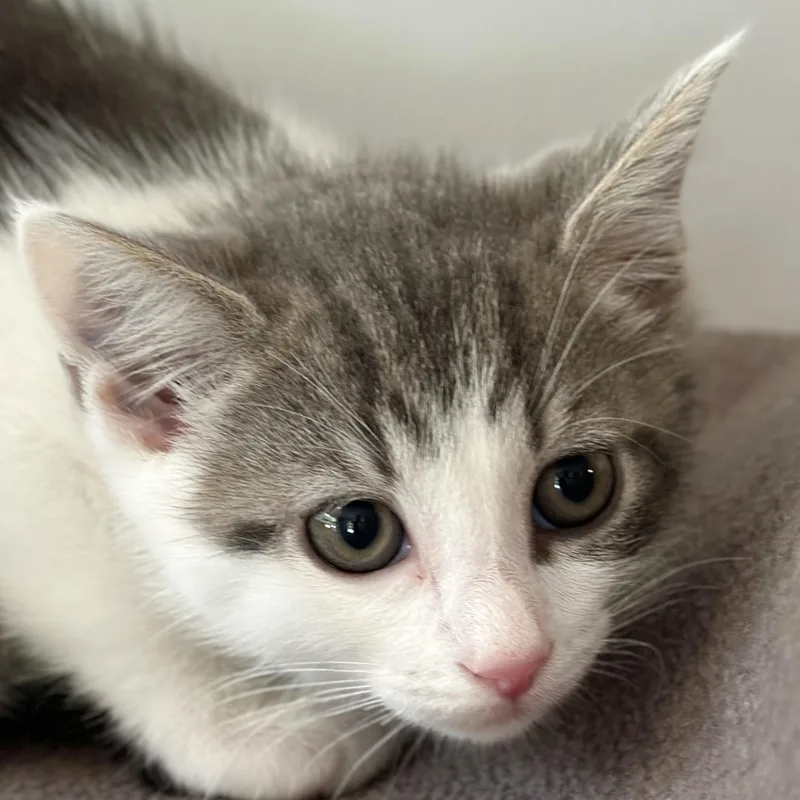 A baby medium-sized male Gray & White Domestic Short Hair cat named Jj for adoption in Victor, NY
