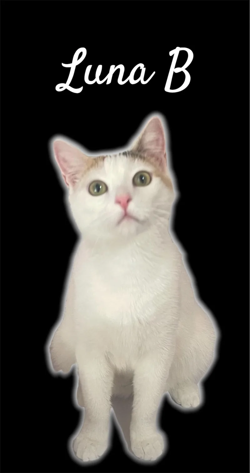 Luna B thumbnail 2