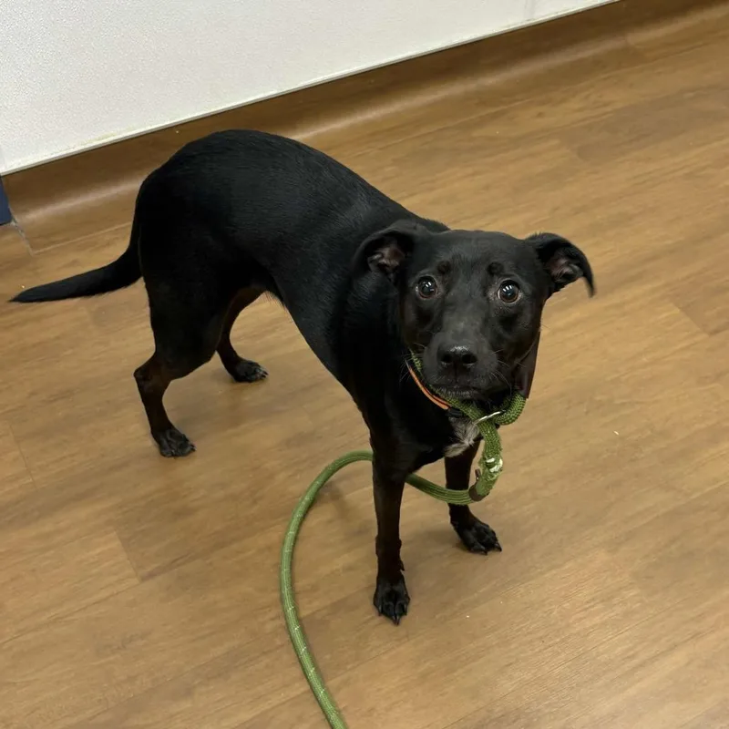 An adult medium-sized female Black Terrier dog named Mooney for adoption in Beaumont, TX