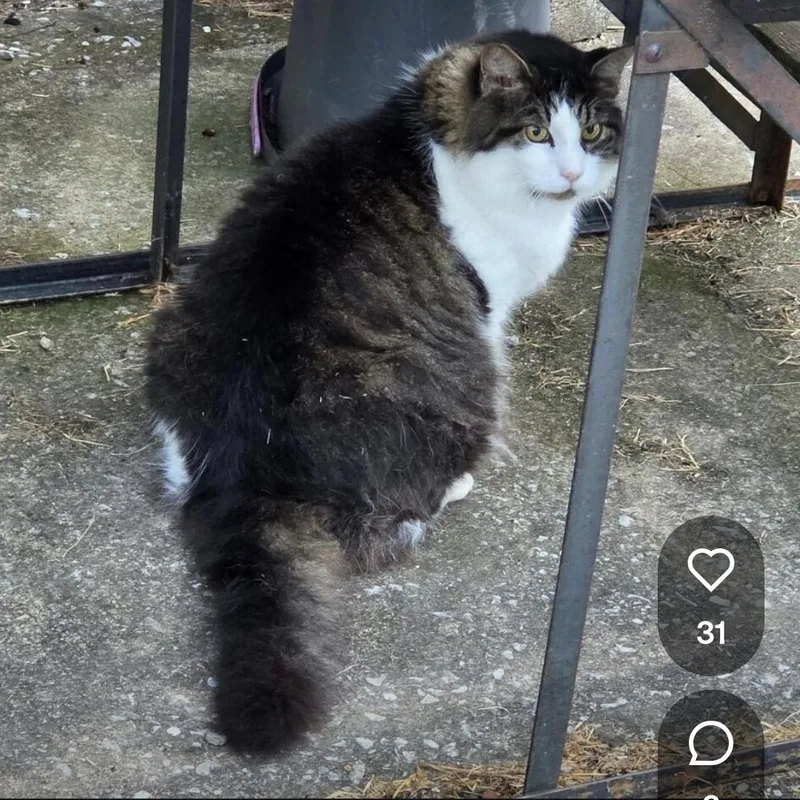 An adult medium-sized female Calico Norwegian Forest Cat named Poopsy for adoption in Maryville, TN
