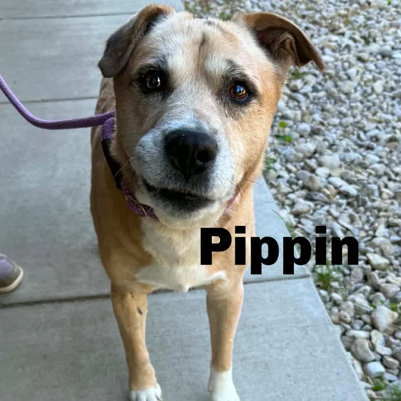 Pippin thumbnail 2