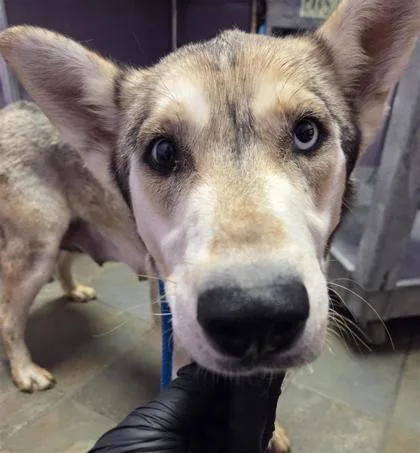 An adult large-sized female Yellow / Tan / Blond / Fawn Siberian Husky dog named Wilhemina for adoption in El Paso, TX