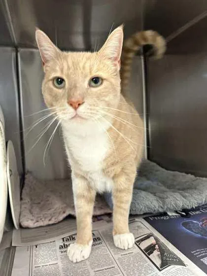 An adult medium-sized male Domestic Short Hair cat named Sandy for adoption in Bridgewater, NJ