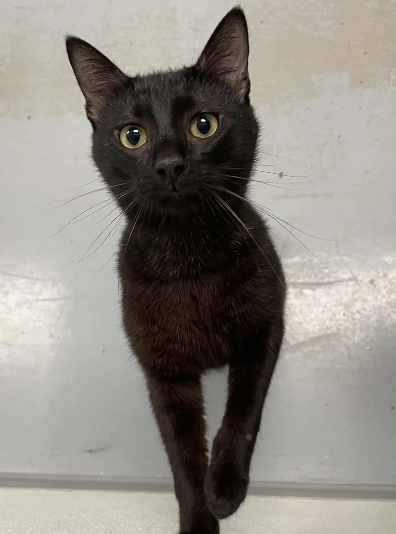 An adult medium-sized male Domestic Short Hair cat named Aaron for adoption in Covington, VA