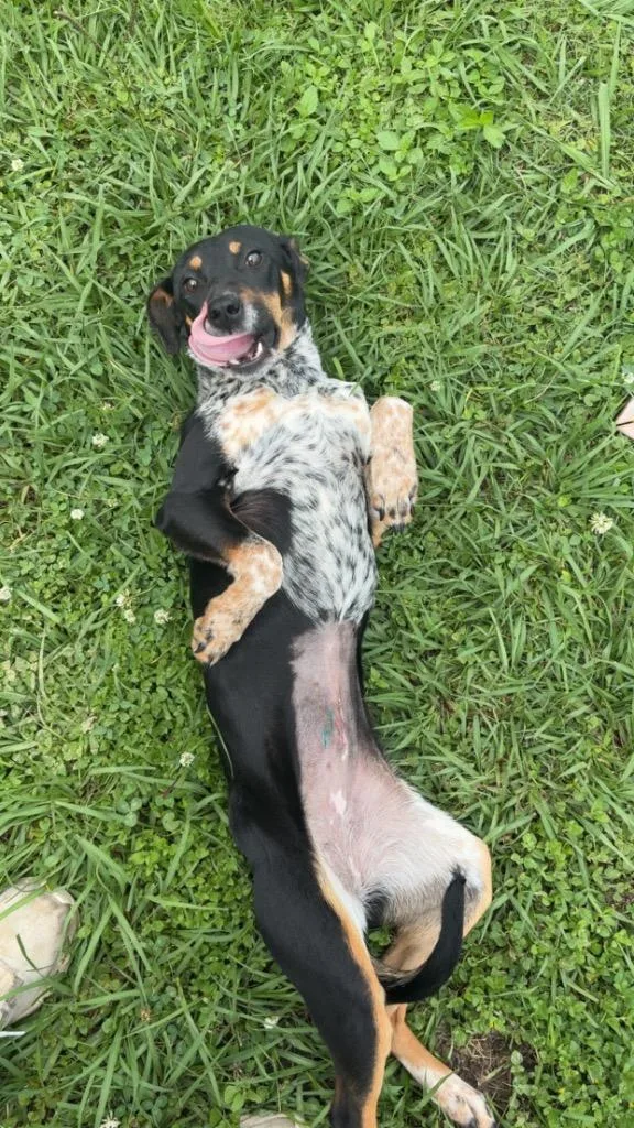 A baby medium-sized female Mixed Breed dog named Wednesday Aka Peaches for adoption in St. Francisville, LA