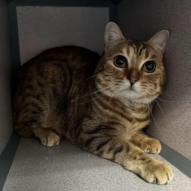 An adult medium-sized female Torbie Abyssinian cat named Cider for adoption in Waterloo, IA