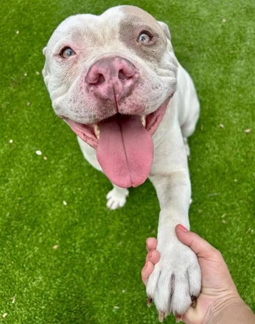 An adult extra large-sized male Mixed Breed dog named Bubba Zeus for adoption in Jacksonville, FL