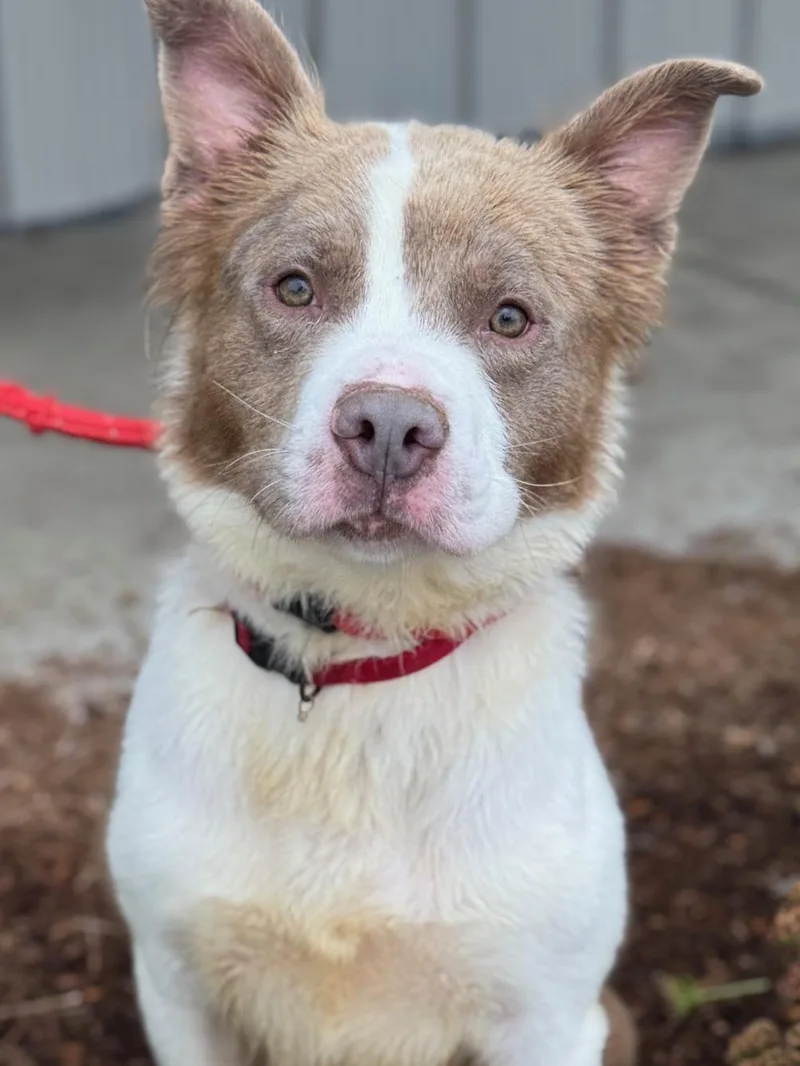 An adult medium-sized male Pit Bull Terrier dog named Max for adoption in Benton Harbor, MI
