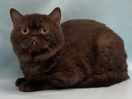 An adult small-sized male Exotic Shorthair cat named Phillip for adoption in Coon Rapids, MN