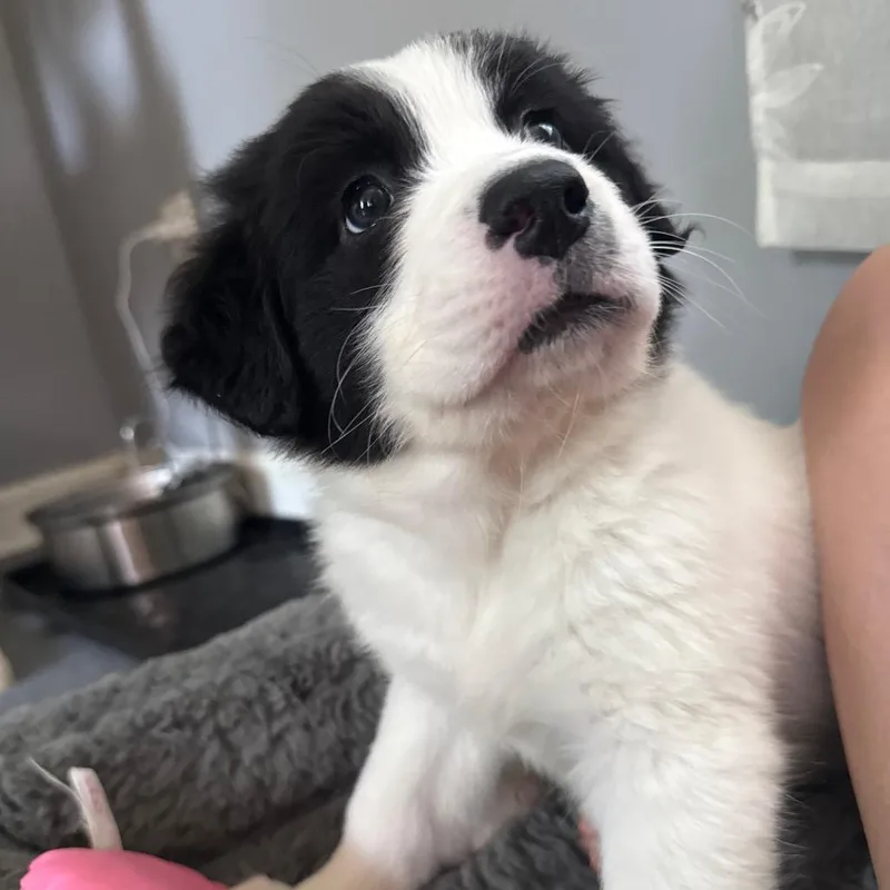 A baby small-sized female White / Cream Great Pyrenees dog named Raffi for adoption in Rockville, MD