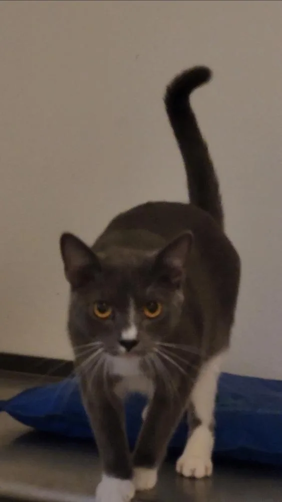 A young medium-sized male Russian Blue cat named Ziploc for adoption in Ocala, FL