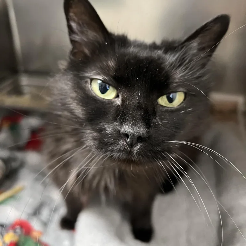 Priscilla