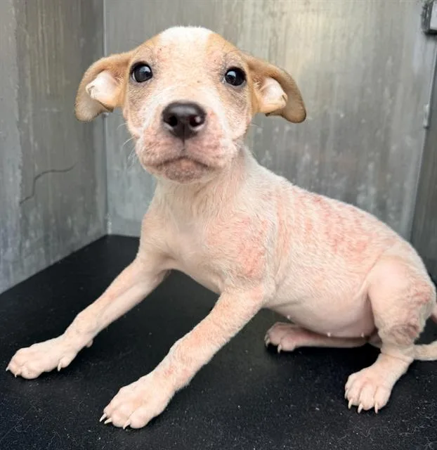 A baby small-sized female American Staffordshire Terrier dog named Poppy for adoption in San Antonio, TX