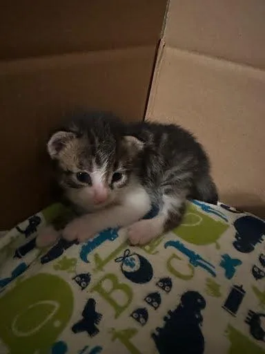 A baby medium-sized male Domestic Short Hair cat named Bug for adoption in Picayune, MS