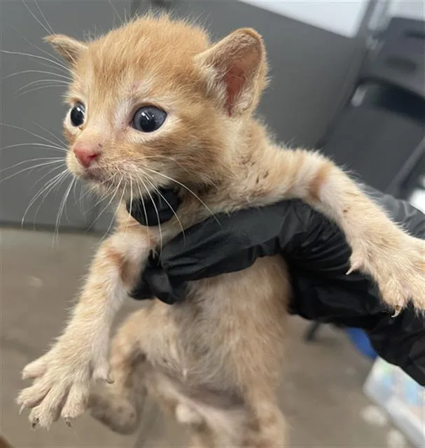 A baby medium-sized male Domestic Short Hair cat named Fonzie for adoption in Dallas, TX