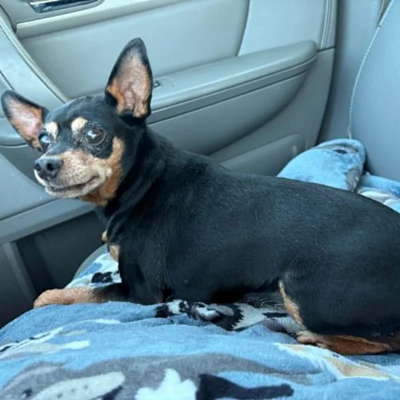 A senior small-sized female Black Miniature Pinscher dog named Lulu for adoption in Elbow Lake, MN