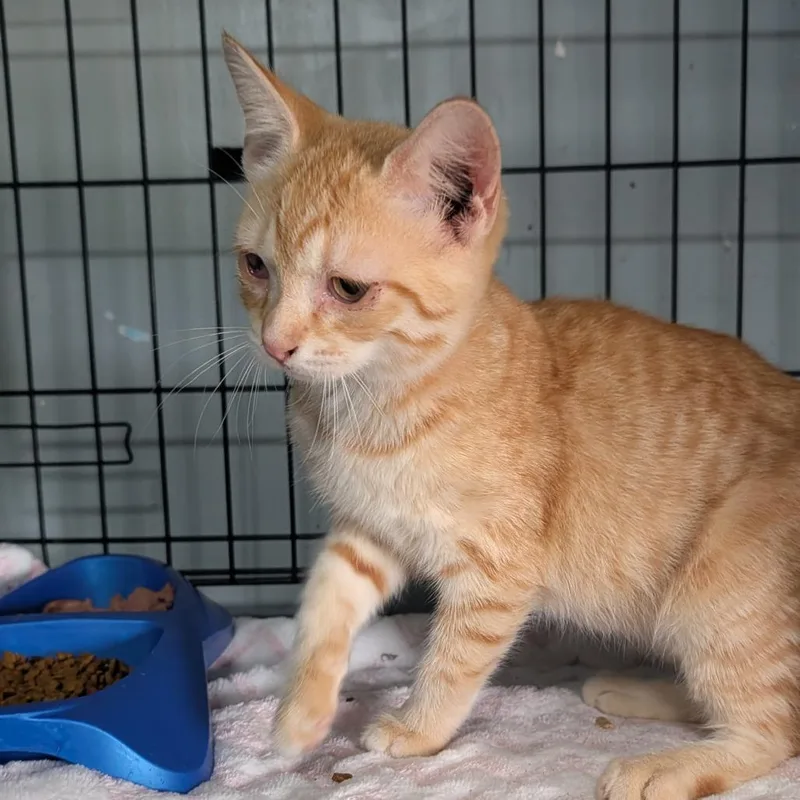A baby small-sized male Orange / Red Domestic Short Hair cat named Mark for adoption in Jefferson city, TN