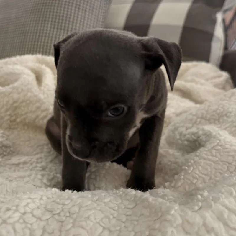 A baby small-sized female Gray / Blue / Silver Pit Bull Terrier dog named Skylar ~ Coming Soon!!! for adoption in Chicago, IL