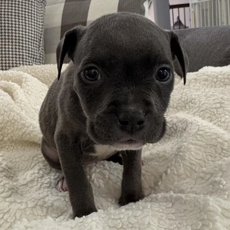 Skylar ~ Coming Soon!!! thumbnail 3