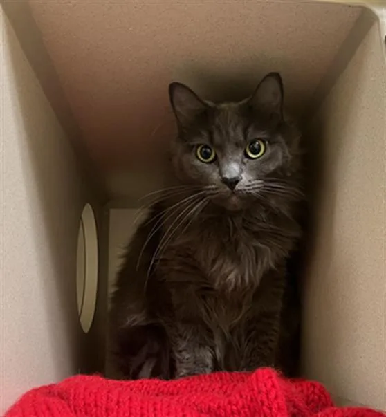 An adult small-sized female Domestic Long Hair cat named Jasmine for adoption in Denver, CO