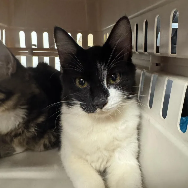 A baby medium-sized female Black Domestic Short Hair cat named Maple for adoption in Dickinson, TX