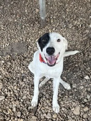 A young medium-sized female White / Cream Terrier dog named Xena for adoption in Plano, TX