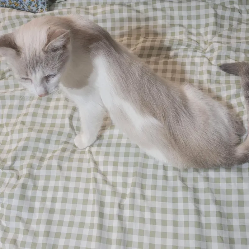 A young medium-sized female White Domestic Short Hair cat named Dusk for adoption in Chattanooga, TN