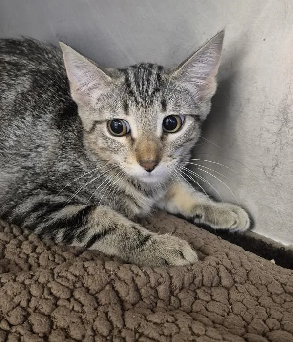 A baby small-sized female Domestic Short Hair cat named Sneakers for adoption in Napa, CA