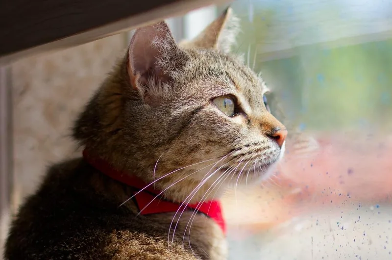 An adult medium-sized female Domestic Short Hair cat named Yennefer for adoption in Hot Springs, AR