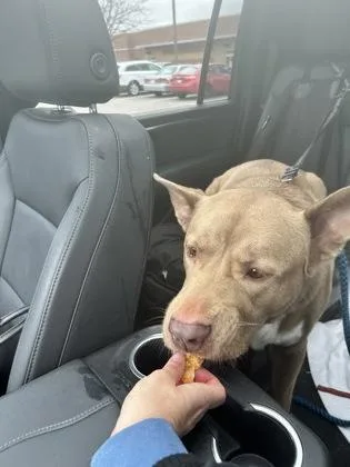 An adult extra large-sized male Pit Bull Terrier dog named Koda for adoption in Fishers, IN