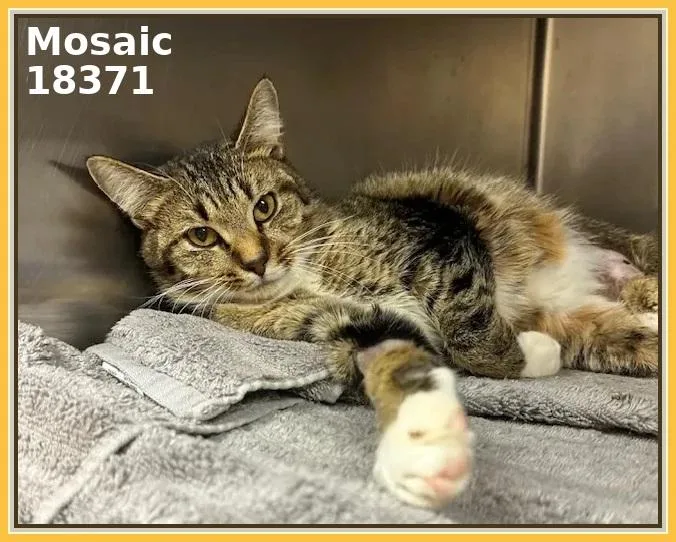 An adult medium-sized male Tabby (Brown / Chocolate) Domestic Short Hair cat named Mosaic for adoption in Marietta, GA